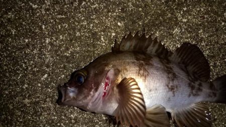 メバリングで入れ食い