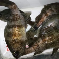 雨上がりにメバル！！