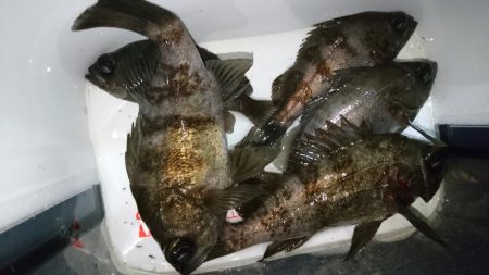 雨上がりにメバル！！