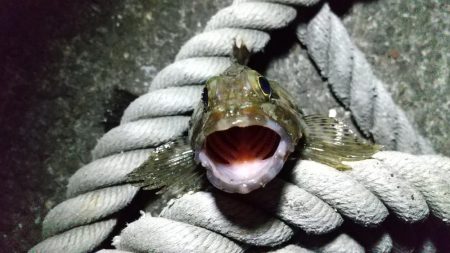 タケノコゲーム