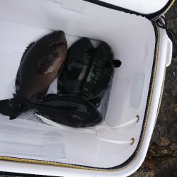 御五神でグレ釣り