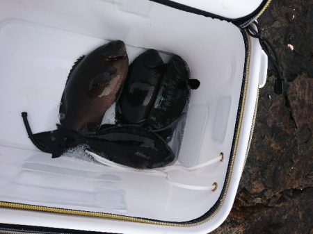 御五神でグレ釣り