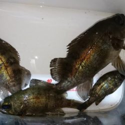 今夜もボトム！！