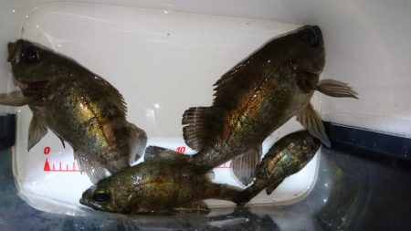 今夜もボトム！！