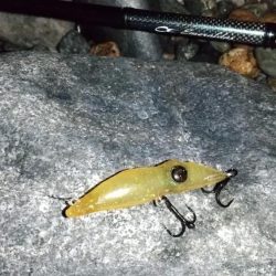 ホタルイカパターン　良型メバル確保！