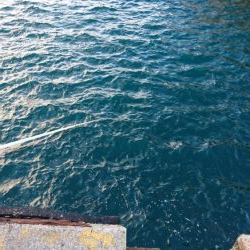 入れ食いでした！