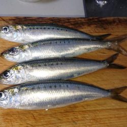 まだまだイワシ祭り