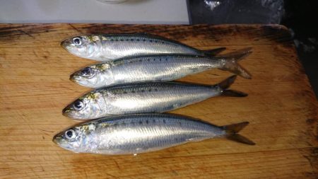 まだまだイワシ祭り