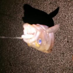 極寒メバリング