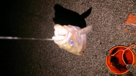 極寒メバリング