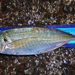 メバルよりもまだアジでした!