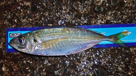 メバルよりもまだアジでした!