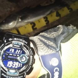 ぶらシーバス！！