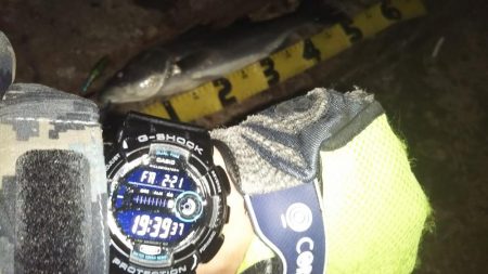 ぶらシーバス！！