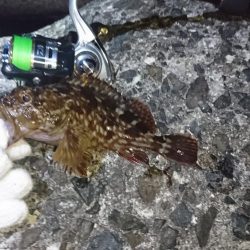 メバルは…？でもガシラは好調！