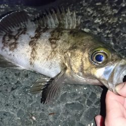 メバル来た来た来た！！