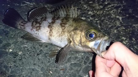 メバル来た来た来た！！