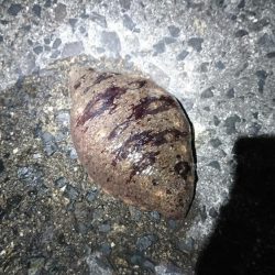 メバル完全復活!!!