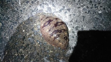 メバル完全復活!!!