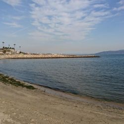 ロックフィッシュ！