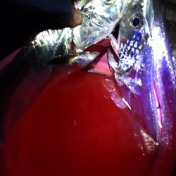 父とタチウオ釣行。