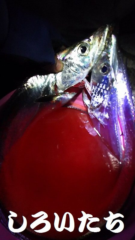 父とタチウオ釣行。