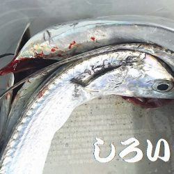 和歌山北部を３か所回って、タチウオゲット！