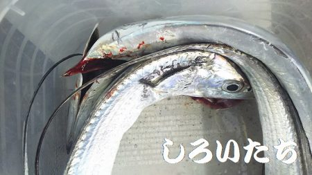 和歌山北部を３か所回って、タチウオゲット！…