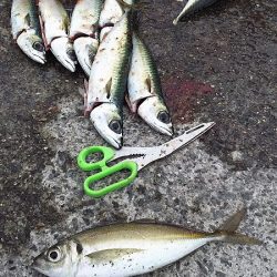 サババババババ、アジ。