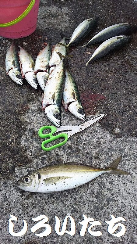 サババババババ、アジ。