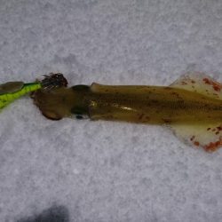 雪中ヤリイカ