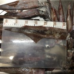 ヤリイカエギング