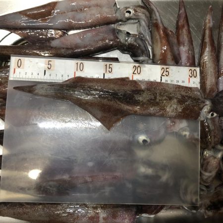 ヤリイカエギング