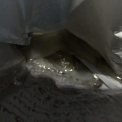 渋くなってきたかもしれません