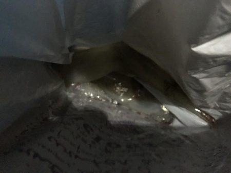 渋くなってきたかもしれません