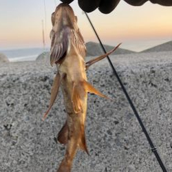 夜釣りよ今夜もありがとう!