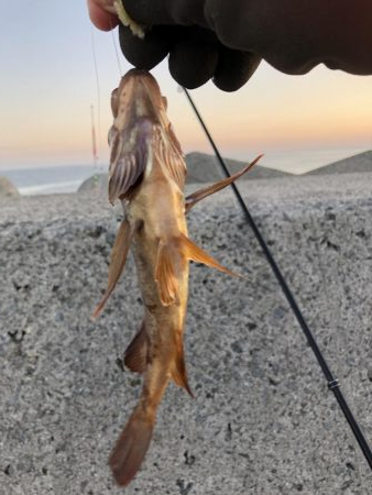 夜釣りよ今夜もありがとう!