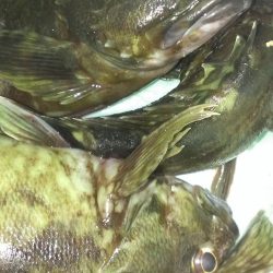 安定のガシラ釣り