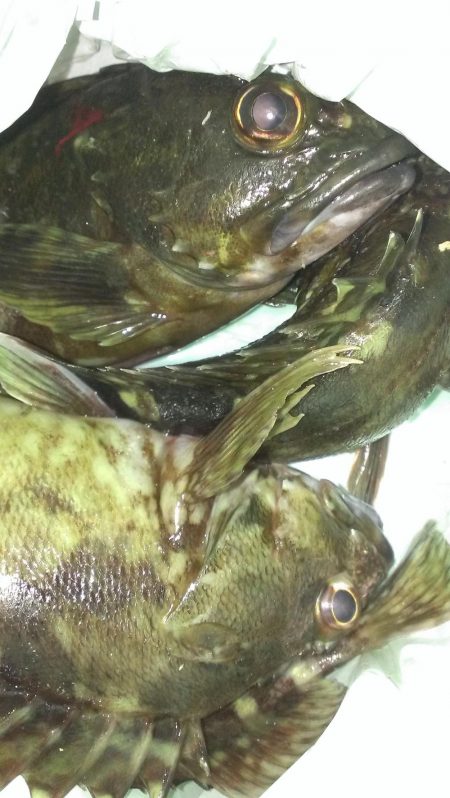 安定のガシラ釣り