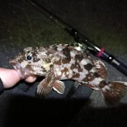 南港へち釣行 （2020/02/01 南港ヘチ釣り　ガシラ 釣果有り）