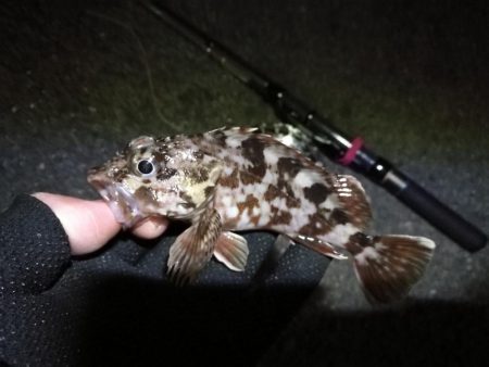 南港へち釣行 （2020/02/01 南港ヘチ釣り　ガシラ 釣果有り）