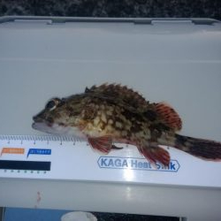 昼間は暖かい予報なので