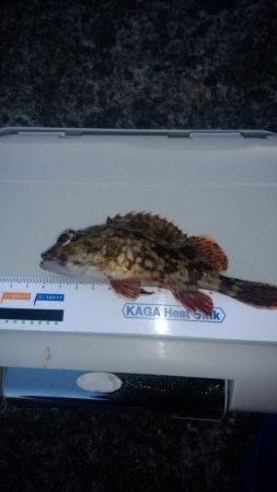 昼間は暖かい予報なので