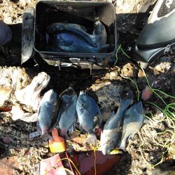 フカセが一番・・面白いです・・