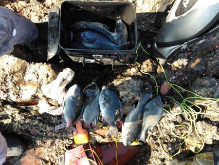 フカセが一番・・面白いです・・