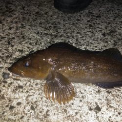 諦めたらアイナメが！