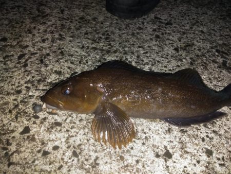 諦めたらアイナメが！