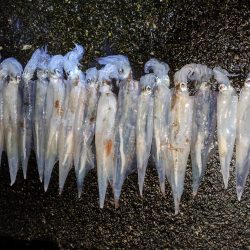 強風の中、再度のツ抜け