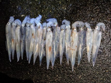 強風の中、再度のツ抜け