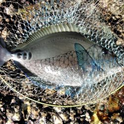 フカセが一番・・面白いです・・